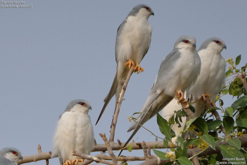 Scissor-tailed Kiteadult