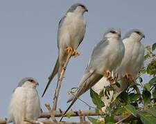 Scissor-tailed Kite