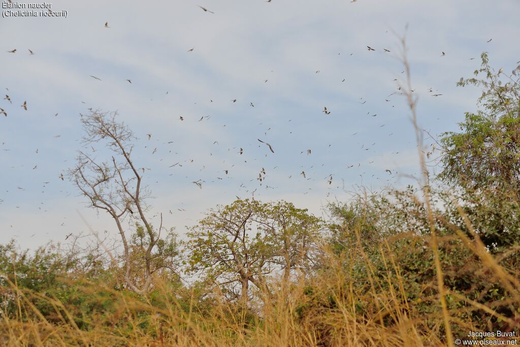 Scissor-tailed Kite