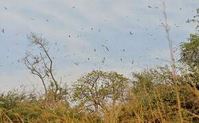 Scissor-tailed Kite