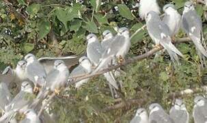 Scissor-tailed Kite