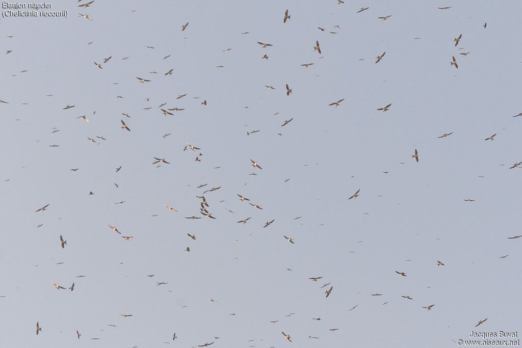 Scissor-tailed Kite