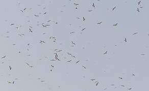 Scissor-tailed Kite