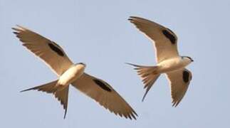 Scissor-tailed Kite