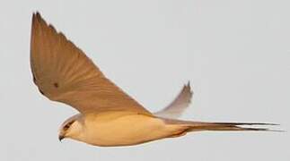 Scissor-tailed Kite