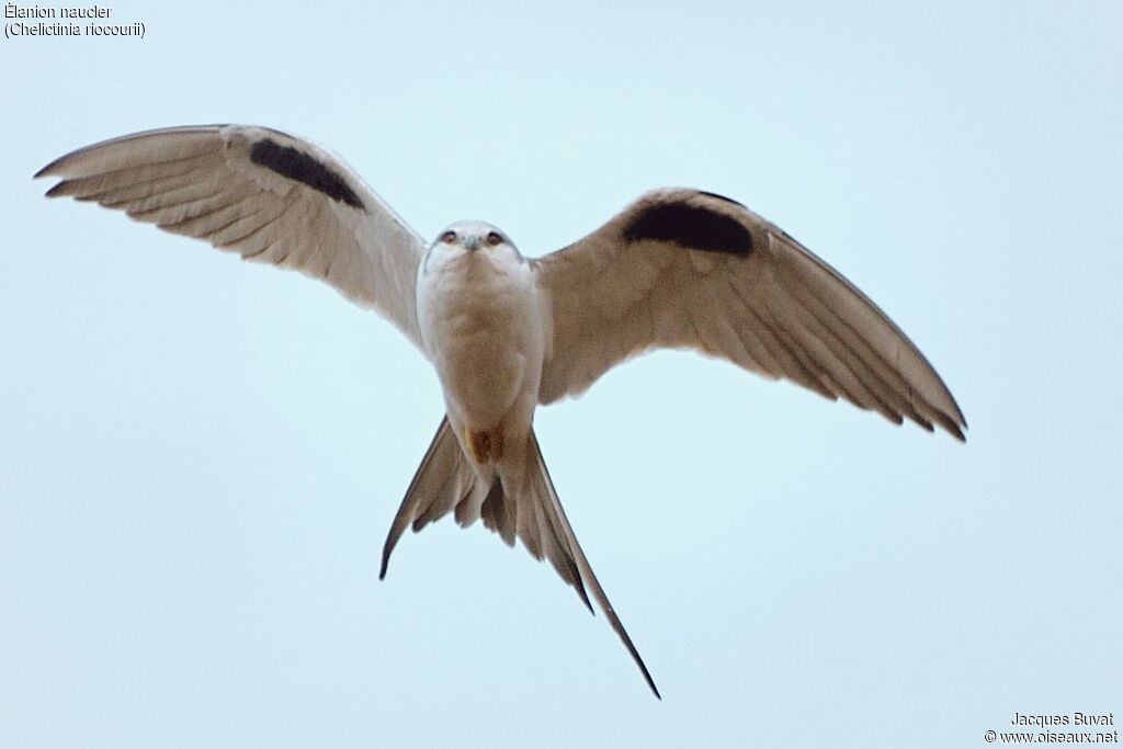 Scissor-tailed Kiteadult breeding