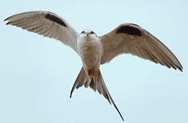 Scissor-tailed Kite