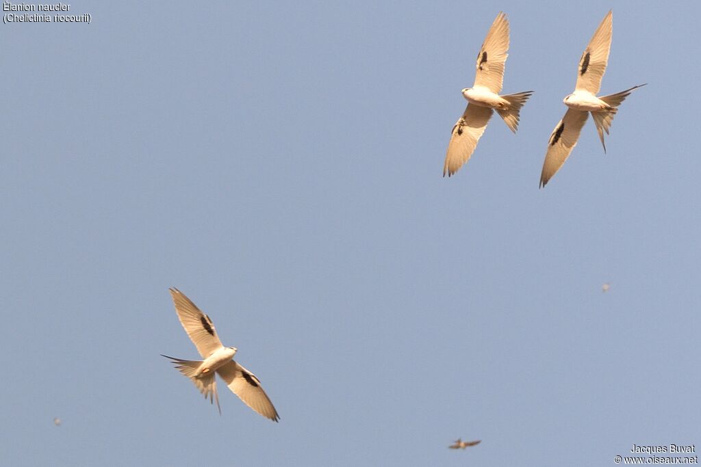 Scissor-tailed Kiteadult breeding