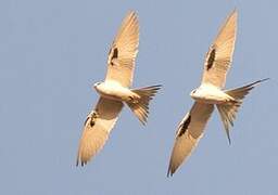 Scissor-tailed Kite