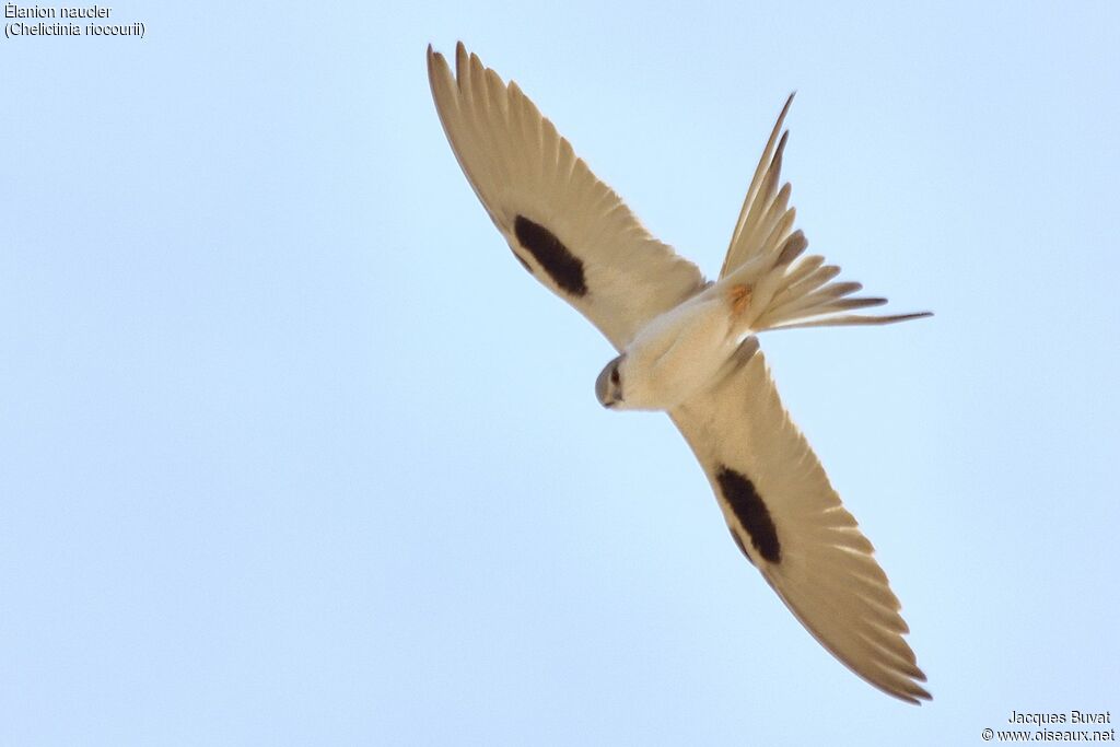 Scissor-tailed Kiteadult