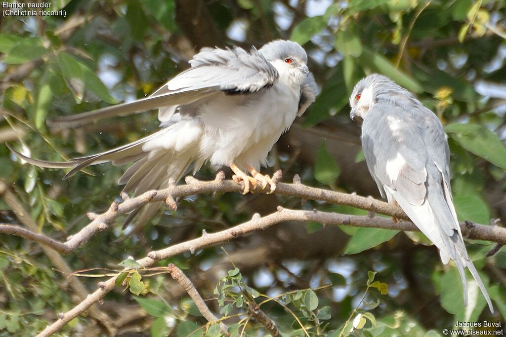 Scissor-tailed Kiteadult breeding