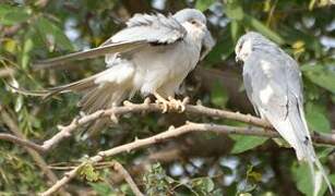 Scissor-tailed Kite