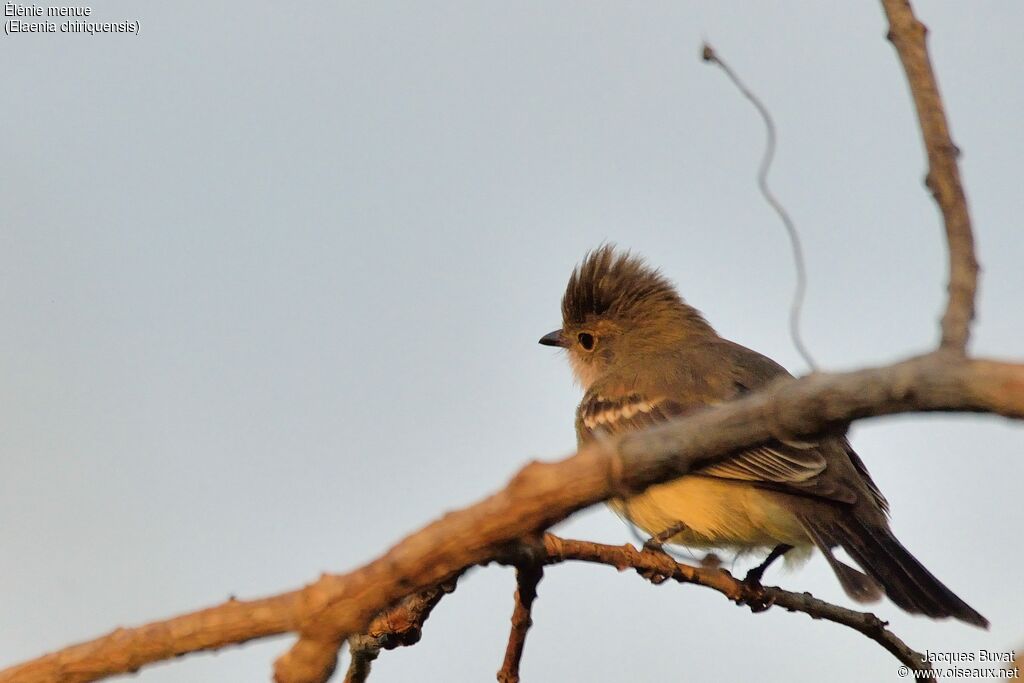 Lesser Elaeniaadult