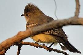 Lesser Elaenia