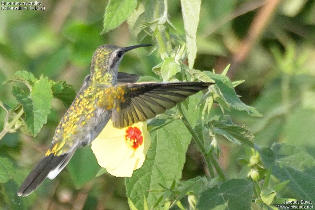 Glittering-bellied Emeraldadult