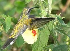 Glittering-bellied Emerald