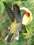 Glittering-bellied Emerald