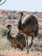 Emu