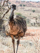 Emu