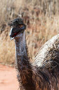 Emu