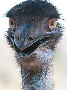 Emu