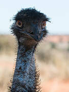 Emu