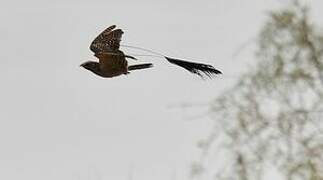 Standard-winged Nightjar