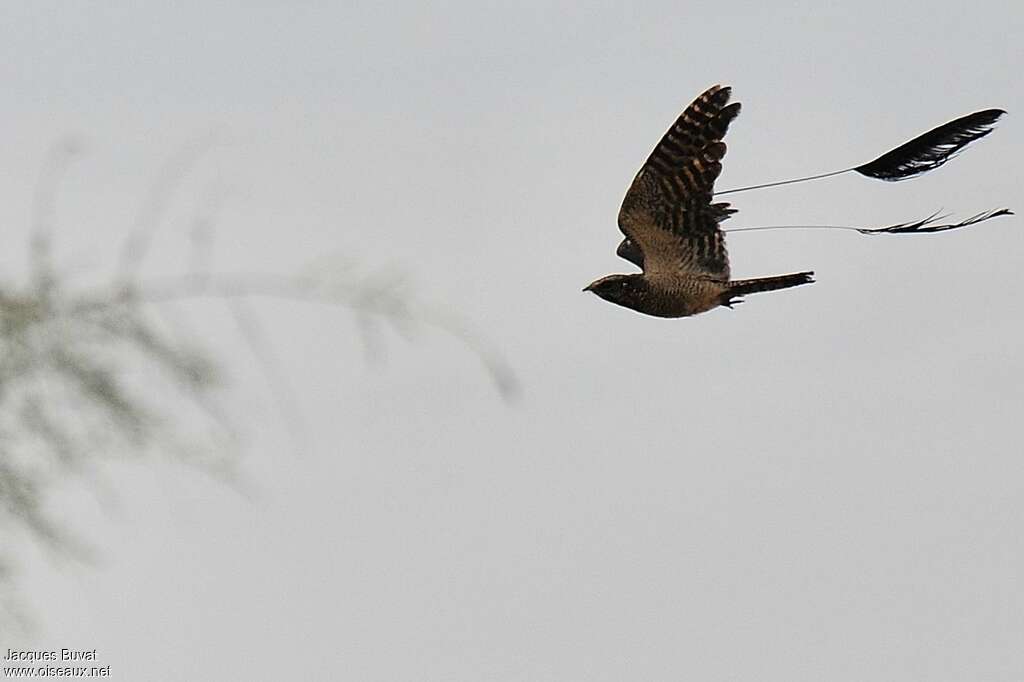 Standard-winged Nightjaradult, Flight