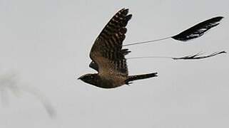 Standard-winged Nightjar