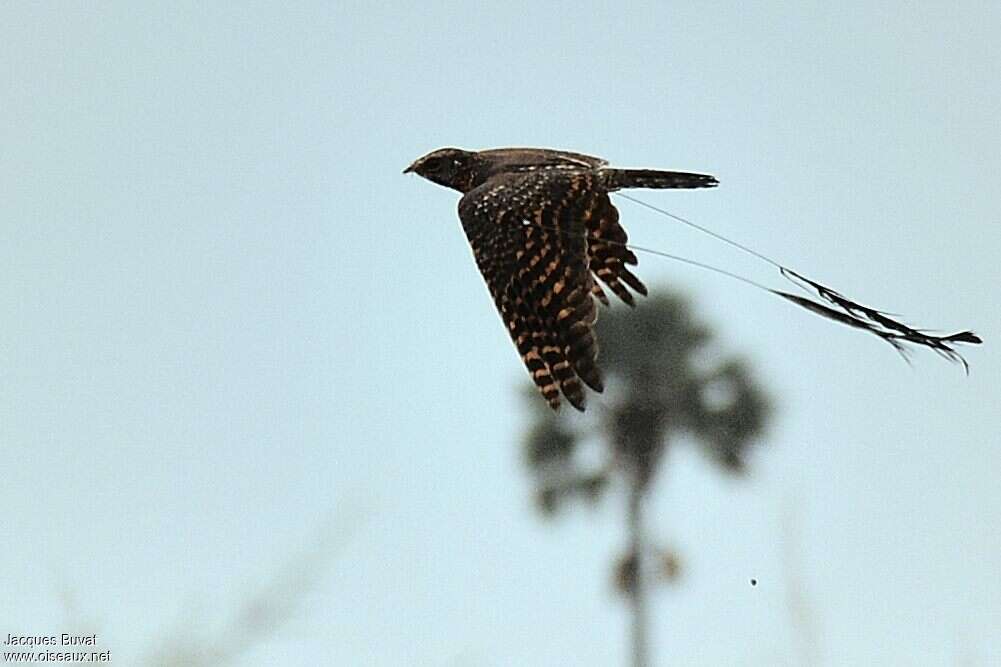 Standard-winged Nightjaradult, Flight