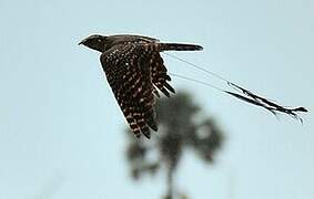 Standard-winged Nightjar