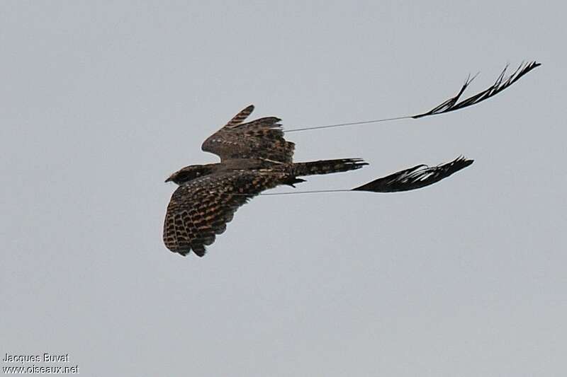 Standard-winged Nightjar male adult, Flight