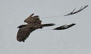 Standard-winged Nightjar