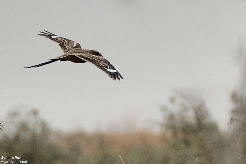 Long-tailed Nightjaradult, Flight