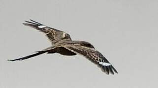 Long-tailed Nightjar