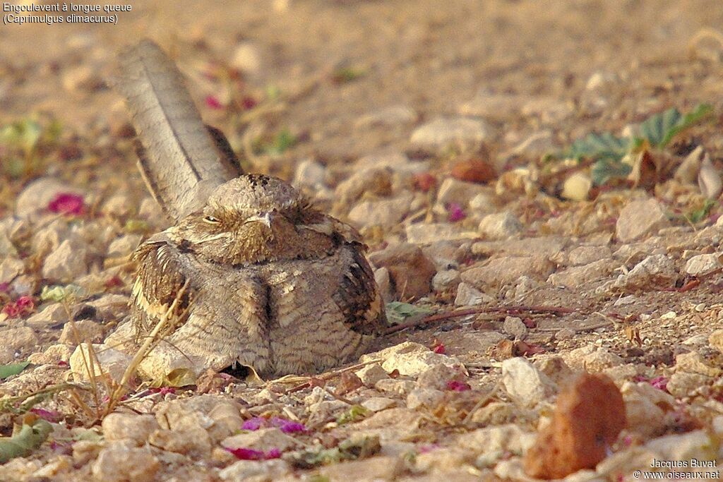 Long-tailed Nightjaradult