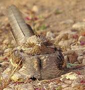 Long-tailed Nightjar