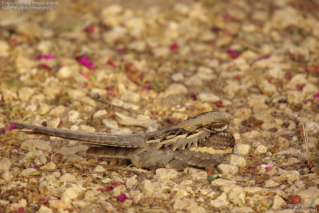 Long-tailed Nightjaradult