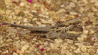 Long-tailed Nightjar