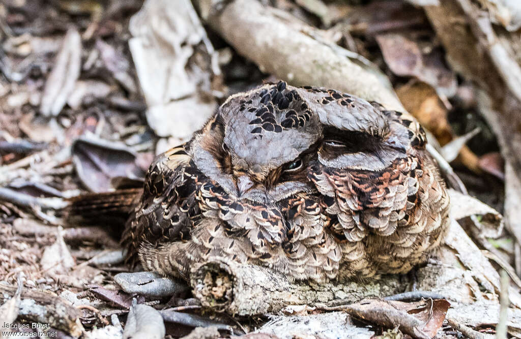 Collared Nightjaradult, close-up portrait, camouflage