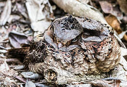 Collared Nightjar