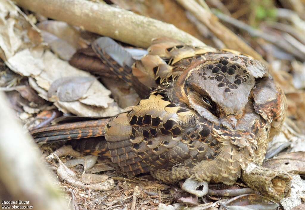 Collared Nightjaradult breeding, pigmentation