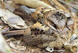 Collared Nightjar