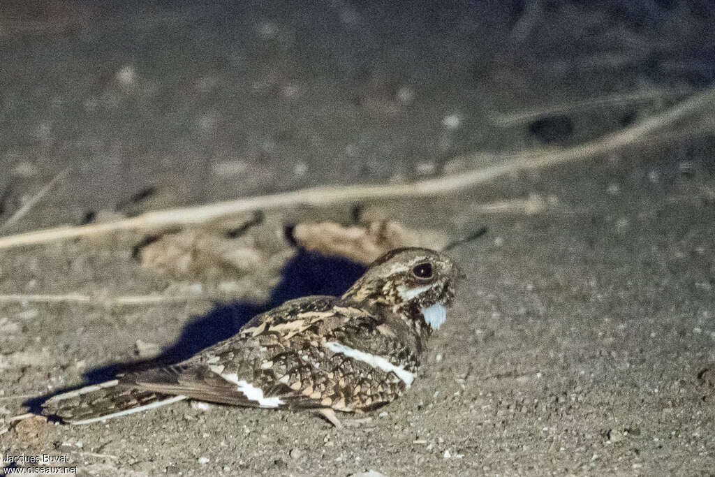 Square-tailed Nightjar female adult, identification