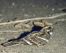 Square-tailed Nightjar