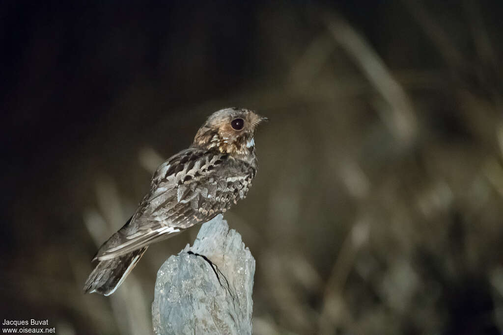 Fiery-necked Nightjaradult, identification