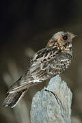 Fiery-necked Nightjar