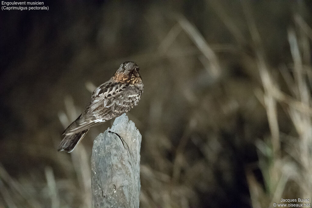 Fiery-necked Nightjar