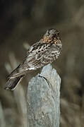 Fiery-necked Nightjar