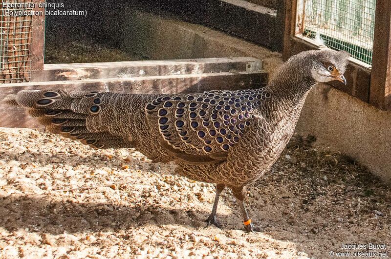 Grey Peacock-Pheasant male adult breeding, identification, aspect, pigmentation
